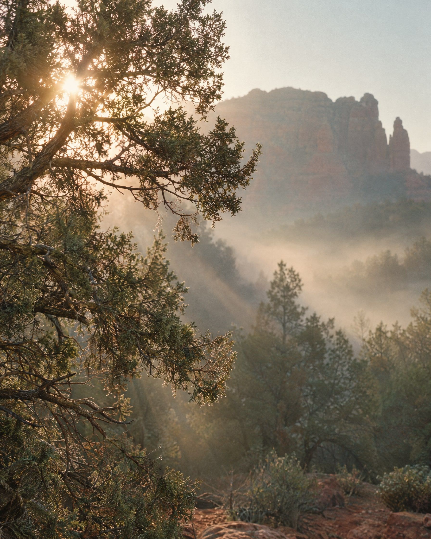 Light rays streaming through juniper branches on a misty morning in Sedona