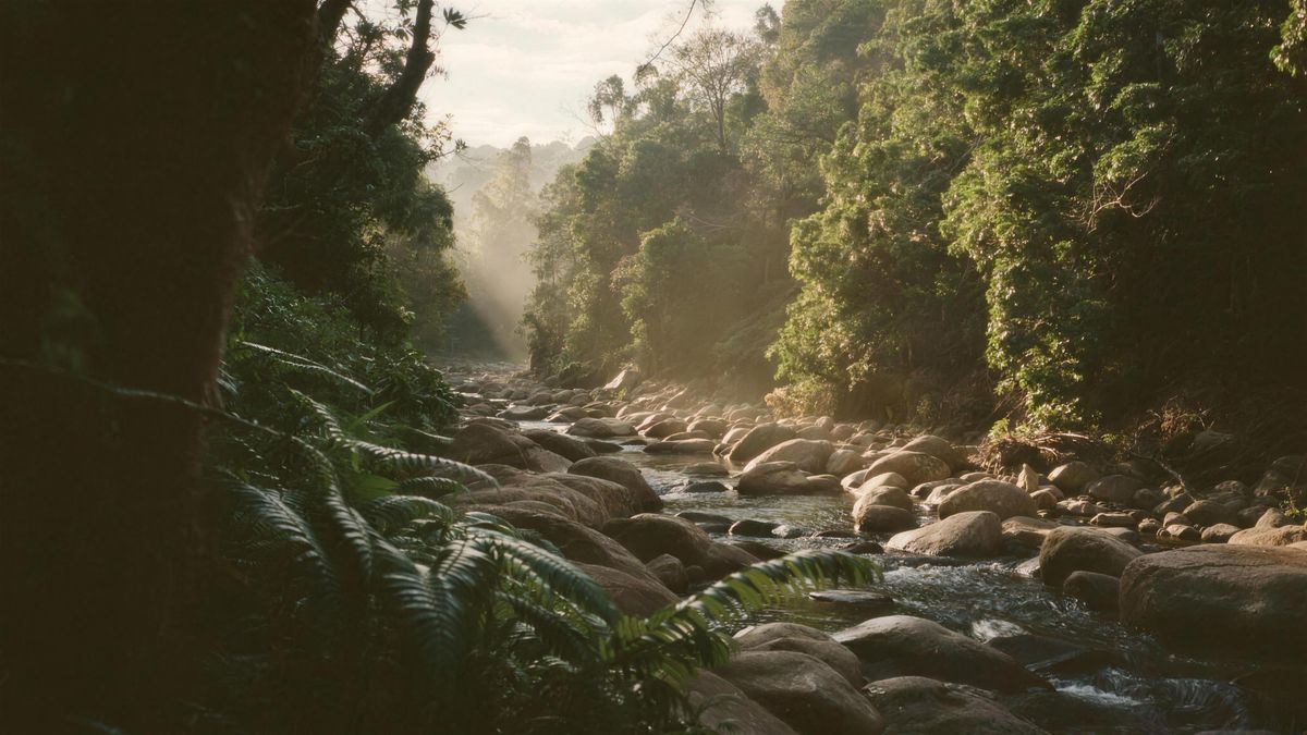 A clear jungle river among tropical plants in the mountains of Honduras